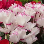 ｼｸﾗﾒﾝ ﾌﾘﾝｼﾞ　白に赤目